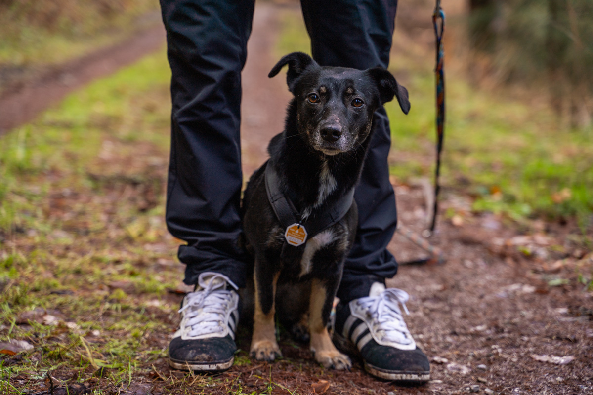 blog-pfotedrauf-wald